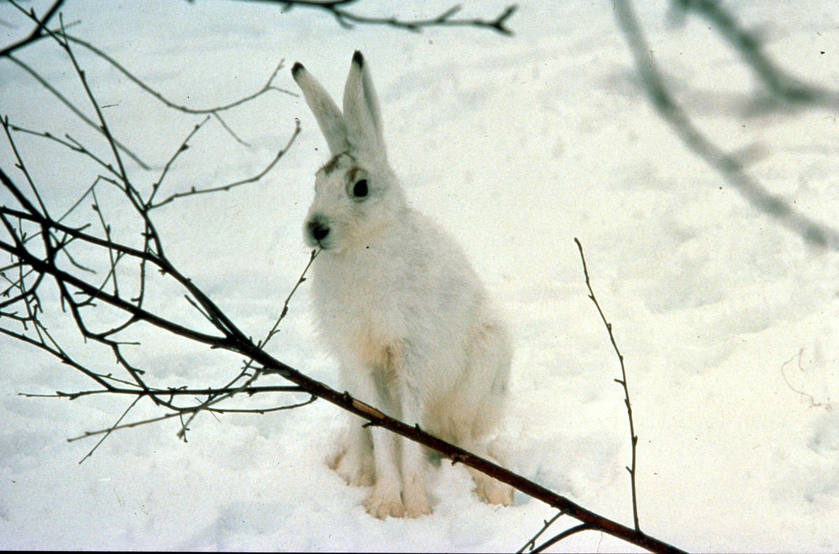 Vinterlandskap med hare. Bildet er fra Fargerådets fargelære.Fra ...